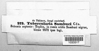 Tubercularia sambuci image